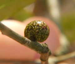 Amphibolips ellipsoidalis