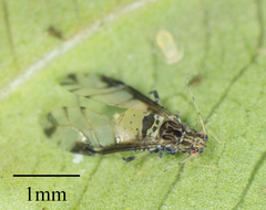 Sarucallis kahawaluokalani