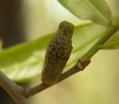 Amphibolips ellipsoidalis