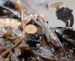 Moellerodiscus capillipes