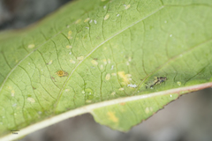 Sarucallis kahawaluokalani