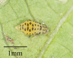 Sarucallis kahawaluokalani