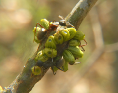 Callirhytis quercusgemmaria