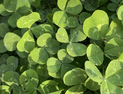 Trifolium repens