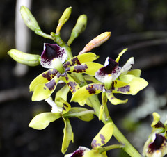 Prosthechea sceptra