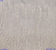 Moellerodiscus capillipes