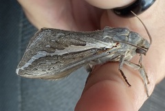 Abantiades albofasciatus