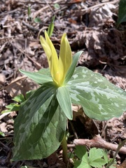 Trillium luteum
