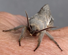 Abantiades albofasciatus
