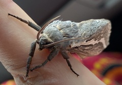 Abantiades albofasciatus