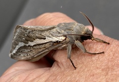 Abantiades albofasciatus
