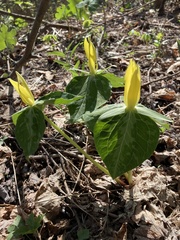 Trillium luteum
