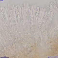 Moellerodiscus capillipes