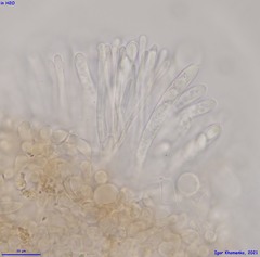Moellerodiscus capillipes