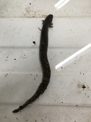 Siren intermedia