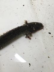 Siren intermedia