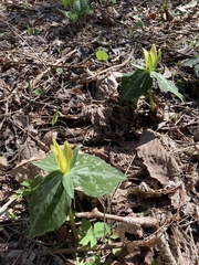 Trillium luteum