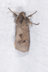 Acrolophinae