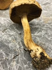 Cortinarius laniger