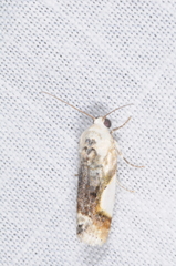 Acontia