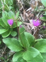 Primula fassettii