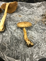 Cortinarius laniger