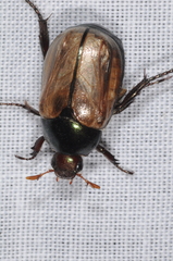 Anomala testaceipennis