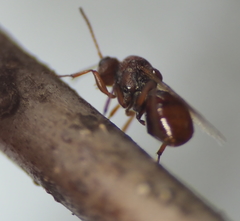 Callirhytis elliptica