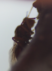 Callirhytis elliptica