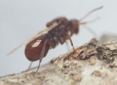 Callirhytis elliptica