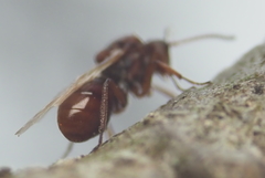 Callirhytis elliptica