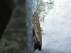 Colobura dirce