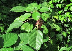 Angiospermae