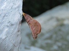 Lepidoptera