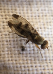 Opomyzidae