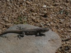 Urosaurus ornatus schottii