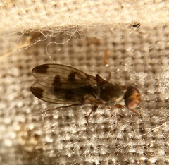 Opomyzidae