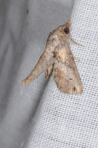 Euteliidae