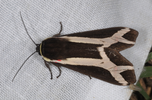 Dysschema sacrifica photo 3