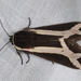 Polilla Tigre de Las Cruces - Photo (c) aacocucci, algunos derechos reservados (CC BY-NC), subido por aacocucci