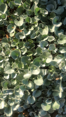 Dichondra argentea