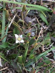 Boronia parviflora