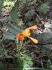 Stenomesson aurantiacum