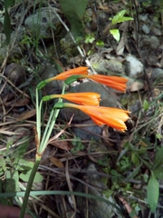 Stenomesson aurantiacum