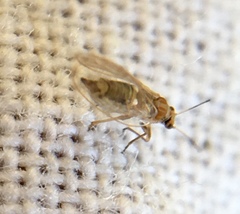Triozidae