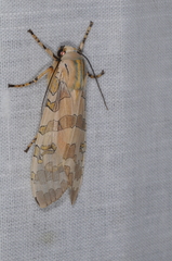 Halysidota tucumanicola