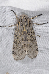 Hypercompe indecisa