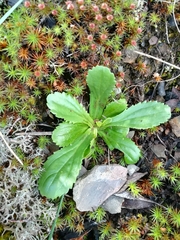 Anarrhinum bellidifolium