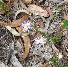 Brachyscome rigidula