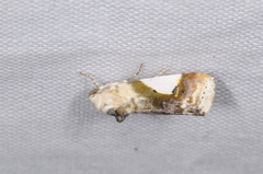 Acontia